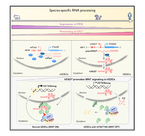 文獻速遞 | 中科院陳玲玲研究組發現lncRNA物種特異性加工及功能演變