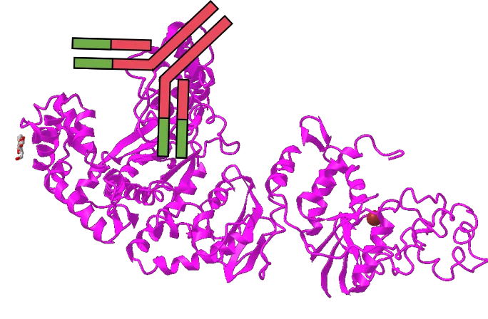 想提高PCR特異性嗎？用對酶很重要！